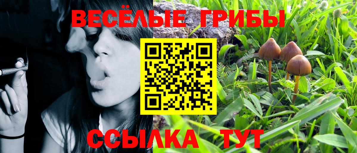 Баксан  Псилоцибиновые грибы MAGIC MUSHROOMS  Вход с VPN  Галлюциногенные грибы Psilocybine cubensis 