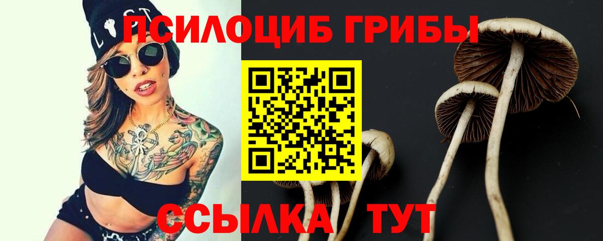 Галлюциногенные грибы Psilocybe  Псилоцибиновые грибы прущие грибы  Баксан 